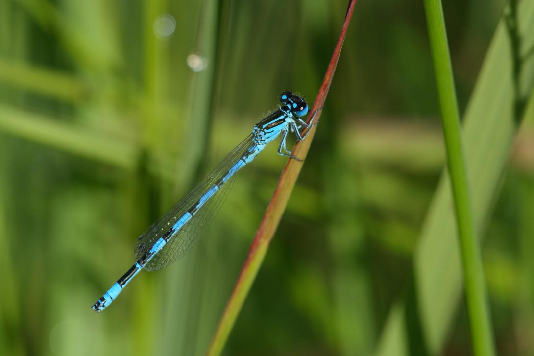 Agrion de mercure. Zygoptère de couleur bleu et noire