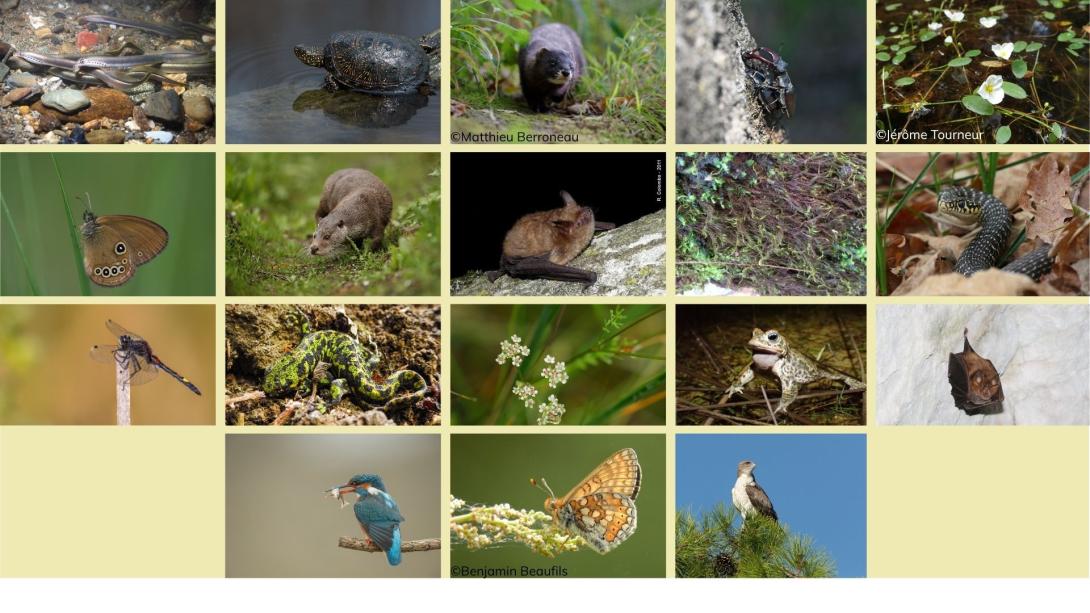 Collage de photos représentant les espèces d'intérêt communautaire que l'on trouve sur le site N2000 des vallées de la Leyre (Chauve-souris, Odonates, Rhopalocères, Oiseaux...)