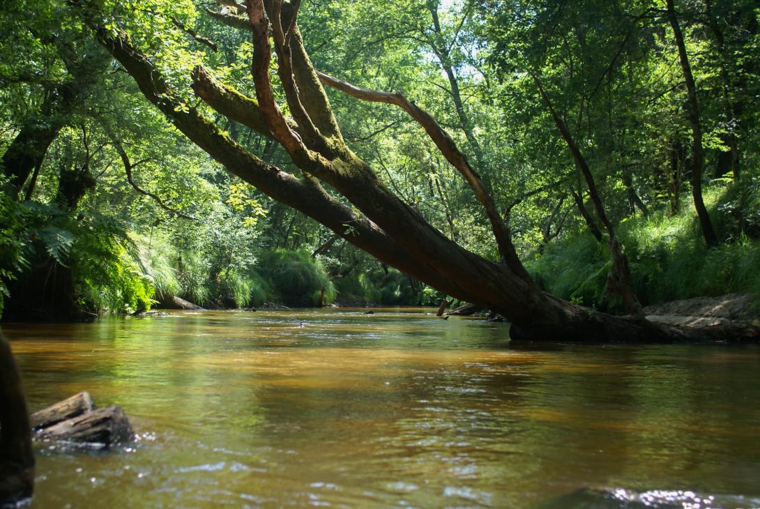Vue de la Leyre caractérisée par ses berges végétalisées (présence de feuillus et d'Osmonde royale) et les embâcles qui traversent le cours d'eau