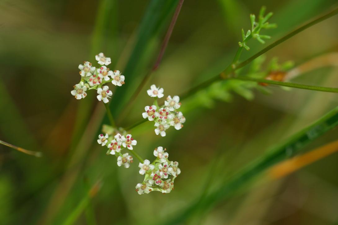 Le Faux cresson de Thore. Plante aux petites fleurs blanchâtres et coeur rosé voire violacé