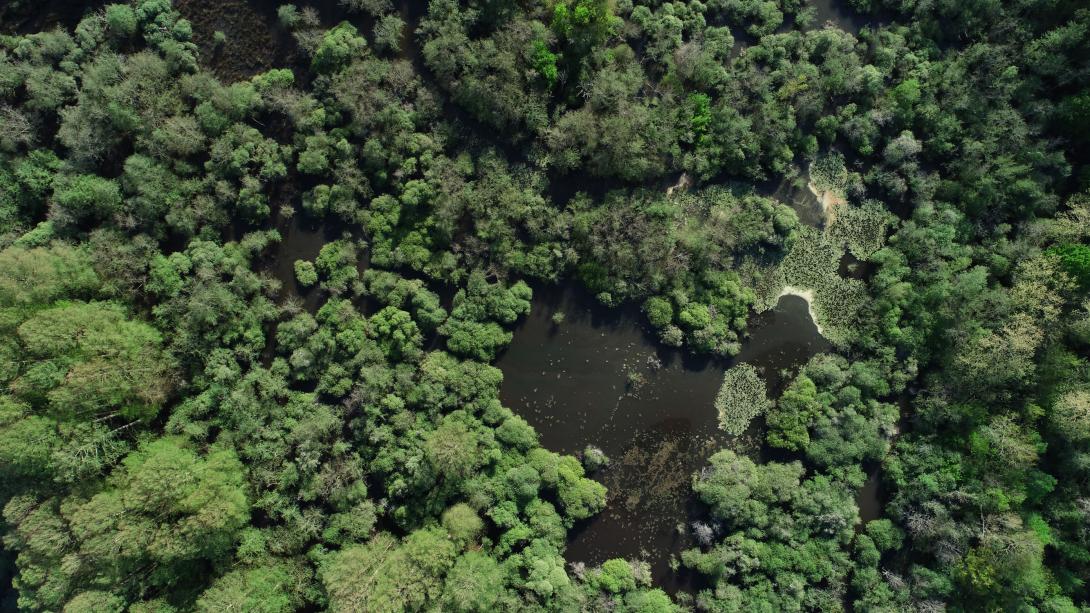Vue aérienne de la Leyre avec en évidence la forêt alluviale et les zones humides