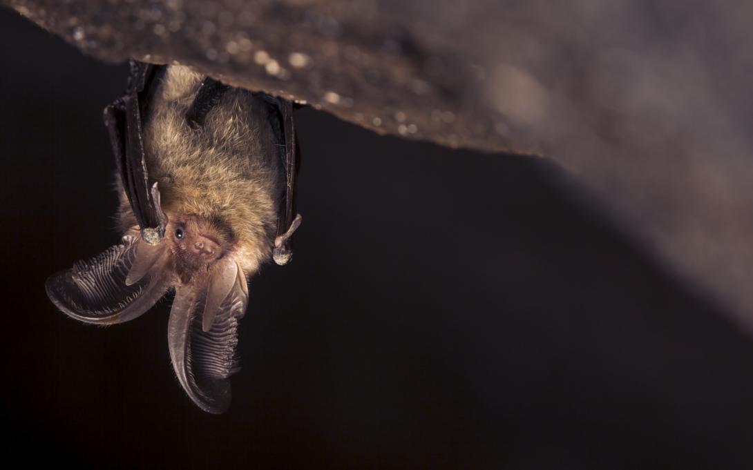 Illustration de Chauve-souris, ici un oreillard