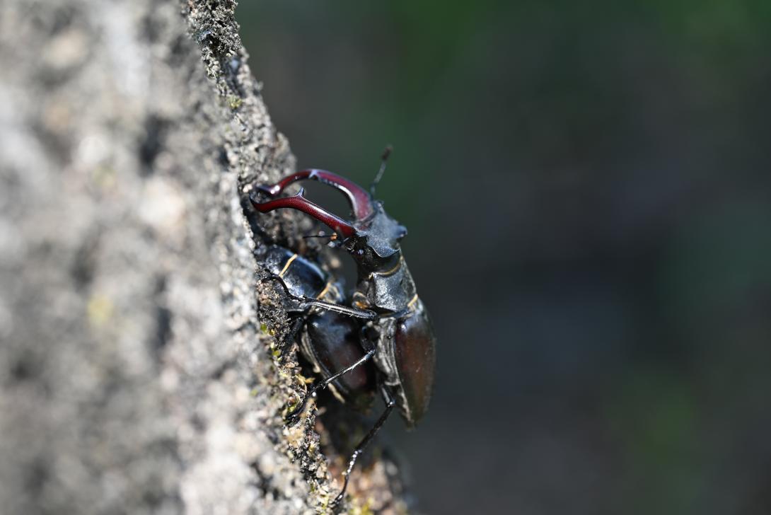 Accouplement de Lucane cerf-volant (coléoptère)